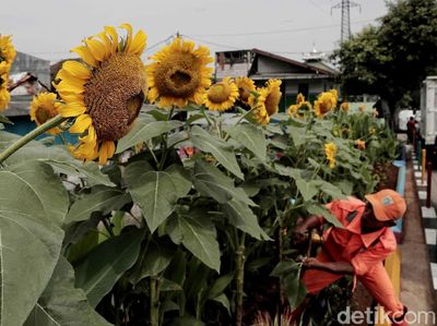 Taman Bunga Matahari Percantik Kanal Banjir Barat