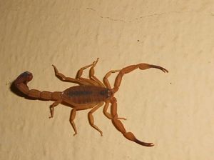 Sengatan Spesies Kalajengking Ini Bisa Picu Ereksi Permanen Sengatan Spesies Kalajengking Ini Bisa Picu Ereksi Permanen