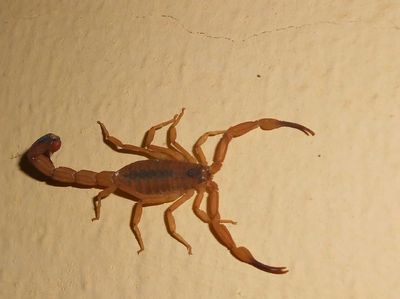 Sengatan Spesies Kalajengking Ini Bisa Picu Ereksi Permanen