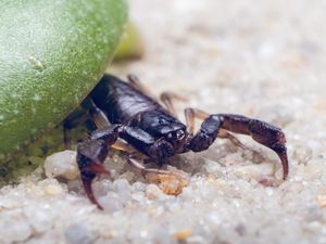 Dear Warga Jabar, Ini Tips Cegah Kalajengking Masuk ke Rumah Dear Warga Jabar, Ini Tips Cegah Kalajengking Masuk ke Rumah