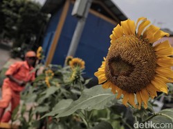 Ciri-ciri Makhluk Hidup Apa Saja? dari Bernapas hingga Iritabilitas