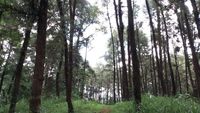 Foto: Dari Jalan Tol Trans Jawa, Bisa ke Hutan Cemara di Semarang