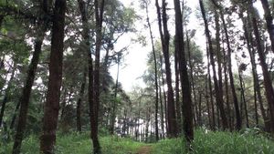 Foto: Dari Jalan Tol Trans Jawa, Bisa ke Hutan Cemara di Semarang
