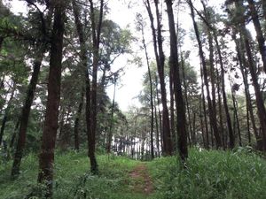 Foto: Dari Jalan Tol Trans Jawa, Bisa ke Hutan Cemara di Semarang