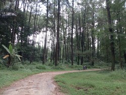 Ada Hutan Cemara Instagramable Dekat Tol Semarang-Salatiga