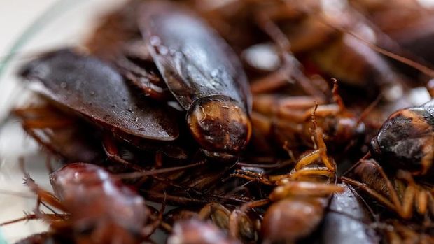 Close-up cockroach for study finding parasites in laboratory.