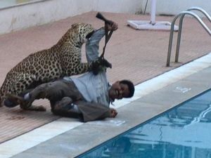 Serangan Macan Tutul Meningkat, Tapi Apakah Binatang Ini Menolong Manusia?