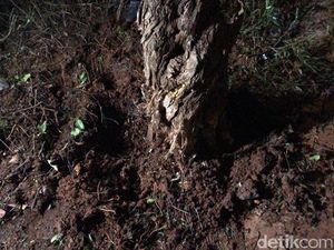 Ini Lokasi Ledakan Petasan di Bawah Pohon Parkir Timur Senayan