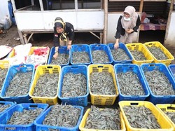 Panen Capai 3 Ton, Serang Berpotensi Jadi Sentra Udang Vaname