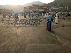 Cantiknya Merpati di Dua Kota Suci, Makkah dan Madinah