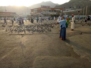 Cantiknya Merpati di Dua Kota Suci, Makkah dan Madinah Cantiknya Merpati di Dua Kota Suci, Makkah dan Madinah