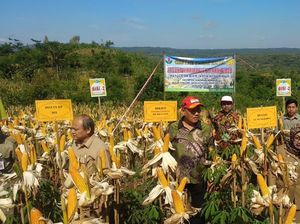 Panen Raya Ditarget Hasilkan 30 Juta Ton Jagung