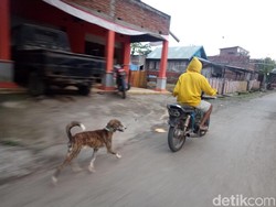 Rabies Hantui Warga Dompu NTB, Bocah 9 Tahun Digigit Anjing Gila
