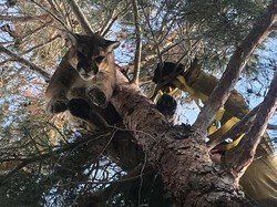 Singa Gunung Dievakuasi dari Pohon di Halaman Belakang Rumah Warga