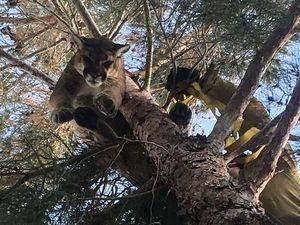 Singa Gunung Dievakuasi dari Pohon di Halaman Belakang Rumah Warga Singa Gunung Dievakuasi dari Pohon di Halaman Belakang Rumah Warga