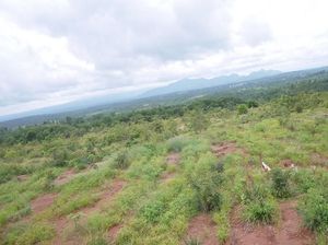 Menilik Bekas Tambang yang Jadi Hutan Kota Menurut Jokowi