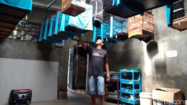 Mengintip Sekolah Burung Di Boyolali