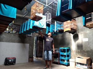 Mengintip Sekolah Burung di Boyolali