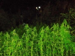 Jejak Hitam Sarwin Petani Ganja 1,5 Hektare di Purwakarta