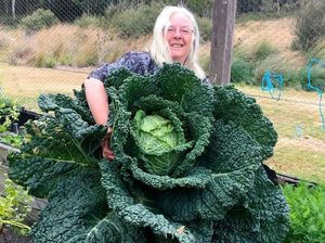 Pasangan Ini Berhasil Tanam  Kol Sebesar Manusia di Kebun Mereka