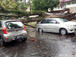 Malang Dilanda Hujan Angin, Sejumlah Pohon Tumbang Timpa Kendaraan