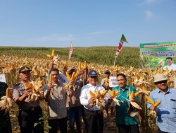 Keluar dari Jebakan Kebijakan Pangan Dunia