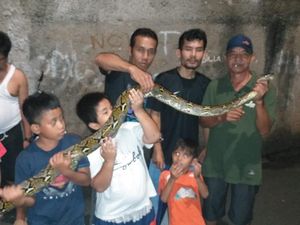 Hiii....! Ular Sanca 4 Meter Sembunyi di Atap Rumah Warga di Cipete
