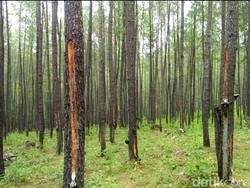 Pengakuan Mengejutkan Kepala Dinas KLHK Aceh Soal Lahan Prabowo