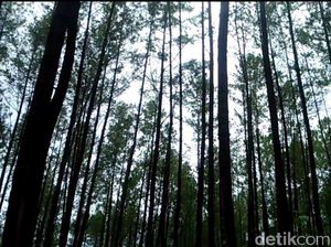 Beda Kesaksian Kombatan Soal Pemakaian Lahan Prabowo