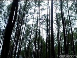 Beda Kesaksian Kombatan Soal Pemakaian Lahan Prabowo