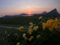 Bukan di Eropa, Kebun Anggur Ini Ada di Negara Tetangga