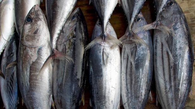 Fresh fish counter - raw tuna in a row, top view. Tuna on market in Sri Lanka.