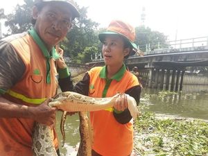 Petugas UPK Badan Air Temukan Ular Sanca 5 Meter di Kali Mookervart