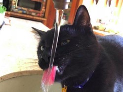 Video KuTips: 7 Trik Biar Kucing Kesayanganmu Banyak Minum