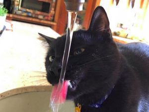 Video KuTips: 7 Trik Biar Kucing Kesayanganmu Banyak Minum Video KuTips: 7 Trik Biar Kucing Kesayanganmu Banyak Minum