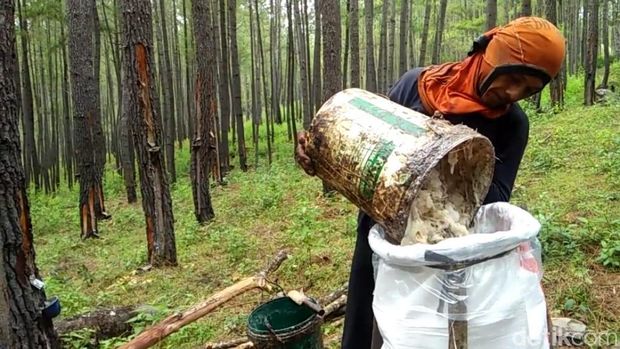 Polemik Tenaga Asing di Hutan Prabowo