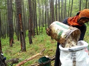 Kadis Tenaga Kerja Aceh Tengah: Tak Ada Lagi Pekerja Asing di Lahan Prabowo