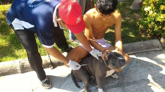Foto: Anjing rabies disuntik di Mataram 