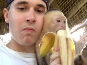 Duh Gemas! Pawang Hewan Ganteng Ini Asyik Makan Pisang Bareng 3 Monyet