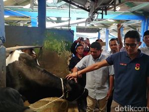 Sandiaga Janji Beri Peternak Sapi Perah Beasiswa ke New Zealand