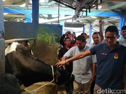 Sandiaga Janji Beri Peternak Sapi Perah Beasiswa ke New Zealand