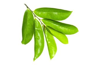 10 Manfaat Daun Sirsak yang Sudah Direbus untuk Kesehatan 10 Manfaat Daun Sirsak yang Sudah Direbus untuk Kesehatan