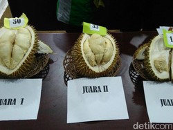 Perkenalkan! Ini Gajah Mada, si Raja Durian Baru 2019 dari Purworejo
