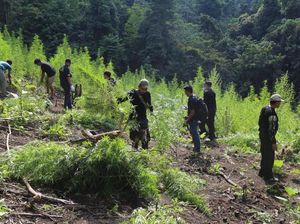 BNN Musnahkan 15 Ton Ganja Siap Panen di Aceh Besar
