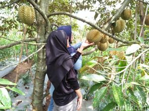 Kebun Durian Asyik di Garut, Wajib ke Sini!