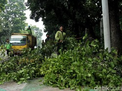 Pemprov DKI Pangkas Ribuan Pohon Rawan Tumbang