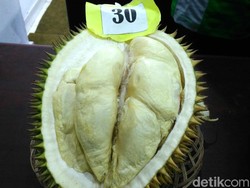Ini Dia Gajah Mada, Durian Terbaik dari Purworejo
