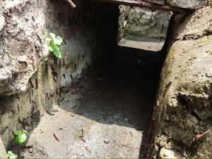 Hii...! Rumah Warga di Ragunan Diserang Ulat Gonggok Lawu Hii...! Rumah Warga di Ragunan Diserang Ulat Gonggok Lawu