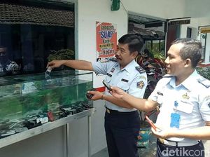 Unik, Ada Akuarium Handphone di Lapas Banyuwangi