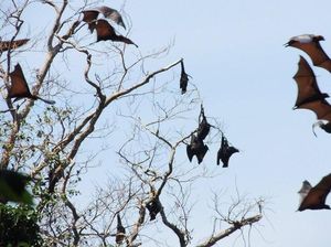 Cegah Pemburu Kalong, BKSDA Pangandaran: Seperti Kucing-kucingan Cegah Pemburu Kalong, BKSDA Pangandaran: Seperti Kucing-kucingan